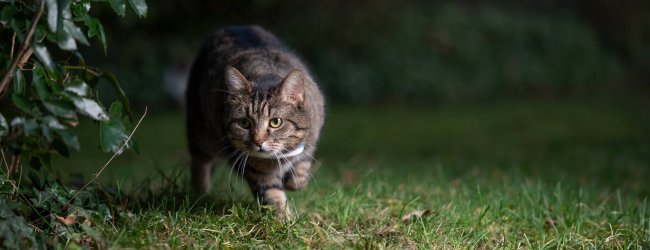 bruine kat buiten 's avonds met een gps-tracker voor katten