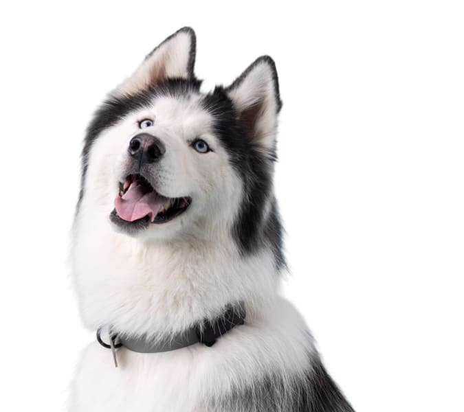 Husky with Tractive Dog 6 tracker in black looking to the camera