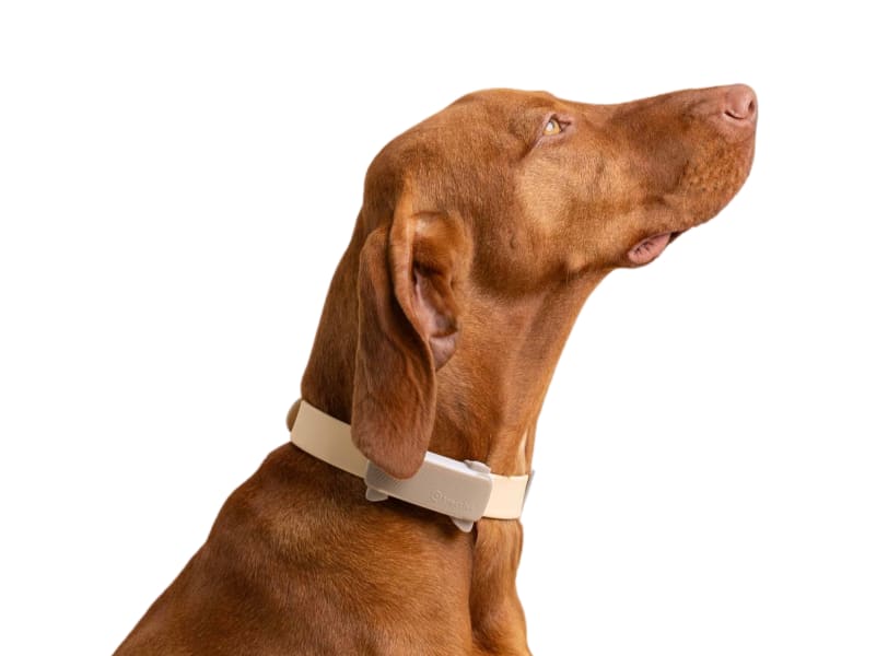 Vizsla dog with Tractive Dog 6 tracker in beige looking to the right