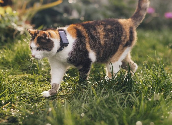 a calico cat wearing a cat tracker walking on grass outside