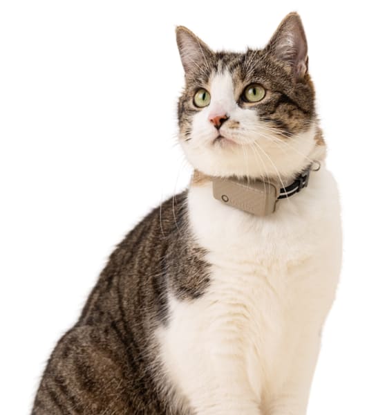 Tabby and white cat wearing a Tractive Cat Mini tracker, looking slightly upward against a light background.