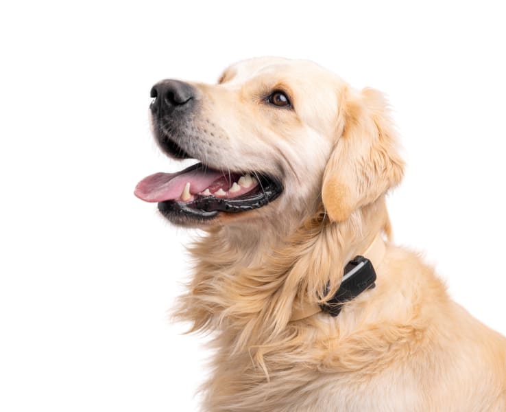 Golden retriever with Tractive Dog 6 tracker in black looking to the left