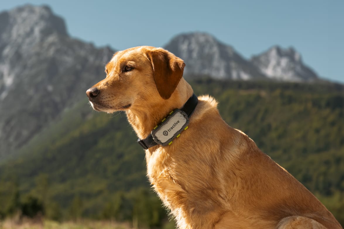 Dog in the mountain