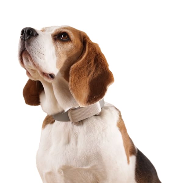 Beagle wearing a Tractive Dog 6 tracker in beige, looking upward against a soft pink background.