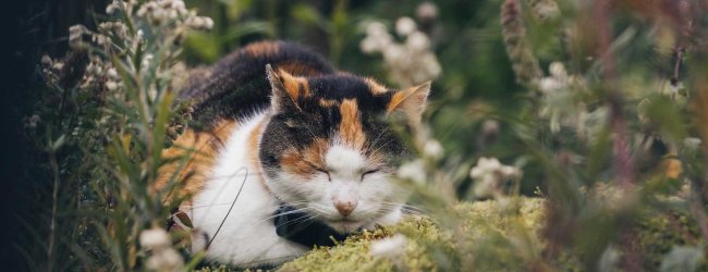 A cat wearing a Tractive GPS & Health tracker
