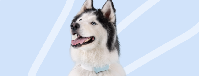 Tractive and Napo Pet Insurance logos and dog with tracker